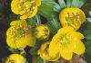 How to grow winter aconites