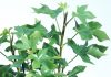 Gardening tips: plant tree ivy