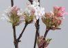 Gardening tips: think pink for winter with viburnum