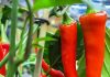 How to get your garden ready for March