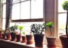 Why I’ve turned my house into a home for rescued plants