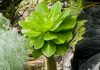 The joy of growing extinct plants