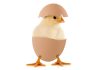 Does every box of eggs contain a potential chick?