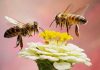 Five smart things honeybees can do