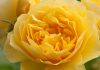 The man who put romance back into roses for Valentine’s Day