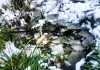 In the cold, there’s hungry birds, thick ice and frogs to liberate