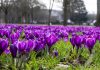 Send us a tip on places to see early spring flowers in the UK – and win a £200 hotel voucher