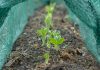 Get set, sow – it’s time to start growing vegetables