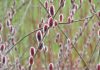 Gardening tips: plant a Japanese pink pussy willow