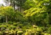 Timeless moss gardens are springing back