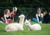 Alapaca farm in England offering alpaca yoga, alpaca picnics, alpaca ‘connection’ packages