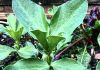 All eyes to the skies – and the weeds