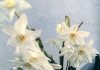 Watching and waiting for the spring flowering