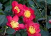 Gardening tips: Camelia ‘Yuletide’ will spice up winter gardens