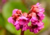 Gardening tips: plant elephant’s ears