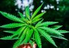 Leading Medical Cannabis Companies in the World | IMARC Group