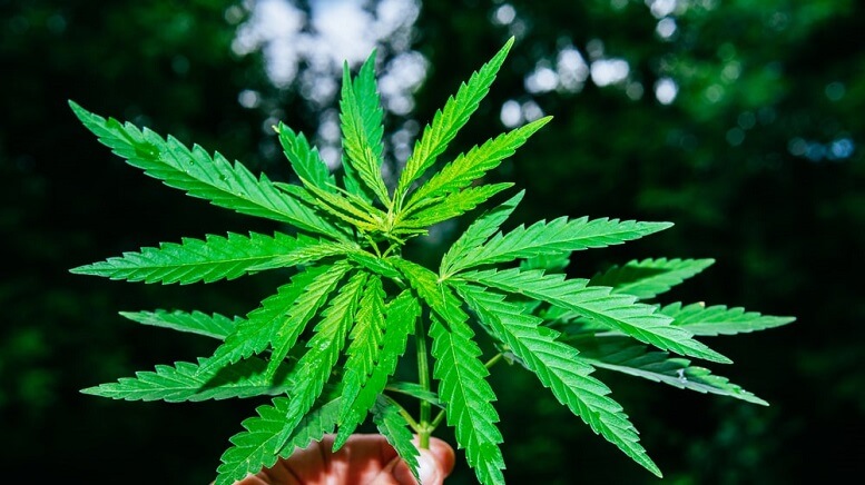North-America-Legal-Cannabis-Market1