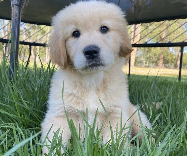 golden-retriever-1