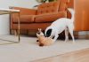 Why Mental Stimulation Toys Are Ideal for Indoor Pets in Abu Dhabi
